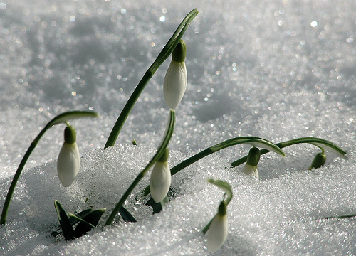  Image name: bucaneve3.jpg 
 width: 500 pixel 
 height: 360 pixel 
 Size: 124888 bytes 
 Click to enlarge 